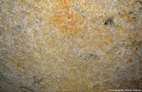 Plafond d'une chambre creusée dans la craie phosphatée exceptionnellement riche en fossiles de bivalves, carrières de la Malogne (Belgique)