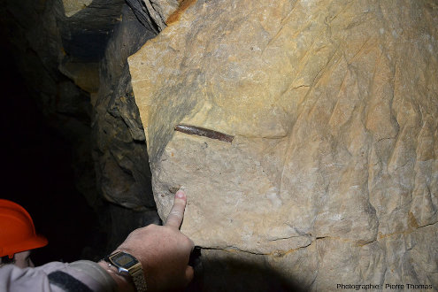 Fossile de rostre de bélemnite dans la paroi d'un pilier des carrières de la Malogne (Belgique)