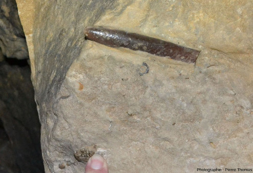 Zoom sur un fossile de rostre de bélemnite dans la paroi d'un pilier des carrières de la Malogne (Belgique)