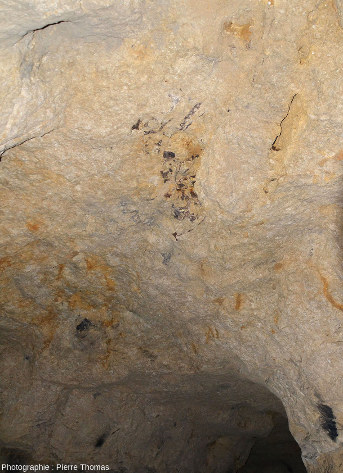 Fossiles d'ossements de mosasaures visibles au plafond d'une chambre des carrières de la Malogne