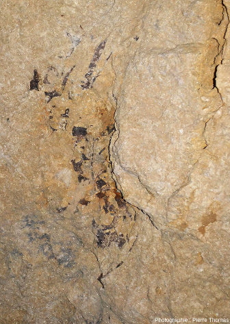 Vue rapprochée sur des fossiles d'ossements de mosasaures visibles au plafond de d'une chambre des carrières de la Malogne
