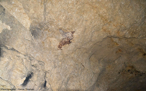 Fossile de carapace de tortue marine au plafond de la même chambre que la mâchoire de mosasaure, carrières de la Malogne (Belgique)