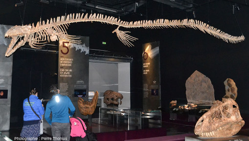 Autre vue générale du mosasaure du Musée des Confluences de Lyon