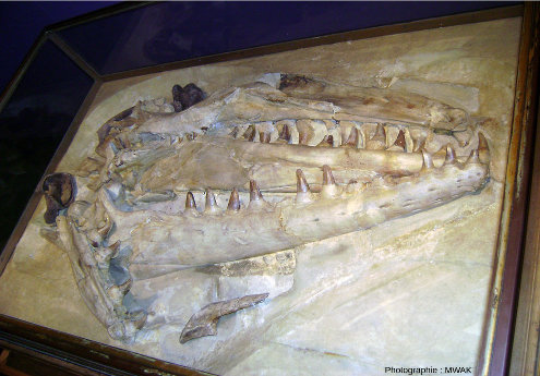 Le « crâne de Maastricht » exposé au MNHN de Paris
