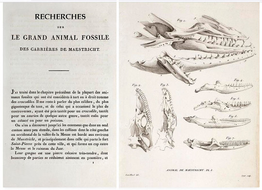 Extraits du livre de Cuvier, Les ossements fossiles des quadrupèdes (1812), montrant qu'on faisait déjà des études anatomiques fines à cette époque