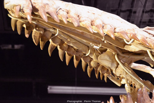 Mâchoire supérieure et dentition du mosasaure du Musée des Confluences de Lyon