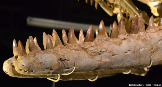 Mâchoire inférieure et dentition du mosasaure du Musée des Confluences de Lyon