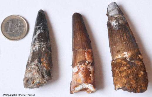 Trois dents isolées, très probablement des dents de mosasaure “marocain”