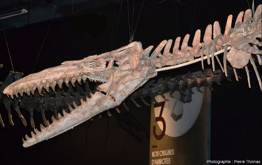 Crâne et région oculaire du mosasaure du Musée des Confluences de Lyon et ses curieuses plaques osseuses formant une structure appelée anneau sclérotique ou scléral