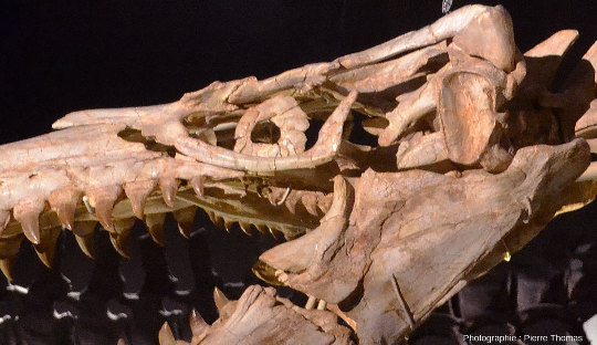 Zoom sur la région oculaire du mosasaure du Musée des Confluences de Lyon et ses curieuses plaques osseuses formant une structure appelée anneau sclérotique ou scléral