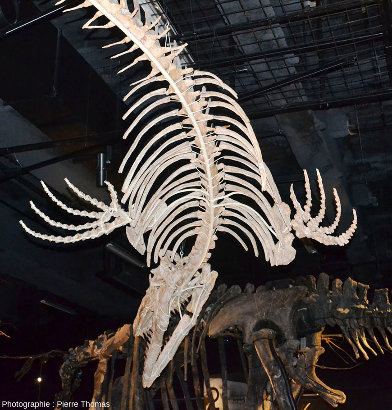 Le mosasaure du Musée des Confluences de Lyon photographié “par dessous”