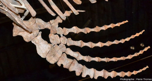 Détail du membre antérieur droit du mosasaure du Musée des Confluences de Lyon