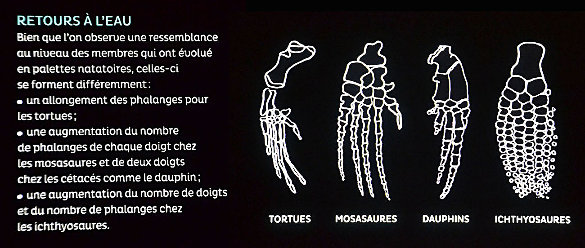 Panneau explicatif situé en bas du mosasaure du Musée des Confluences expliquant la convergence mais aussi les différences entre les membres de vertébrés (initialement terrestres) retournés au milieu aquatique