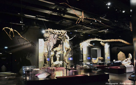 Vue sur la majeure partie de la salle du Musée des Confluence de Lyon dans laquelle est suspendu le mosasaure (à droite)