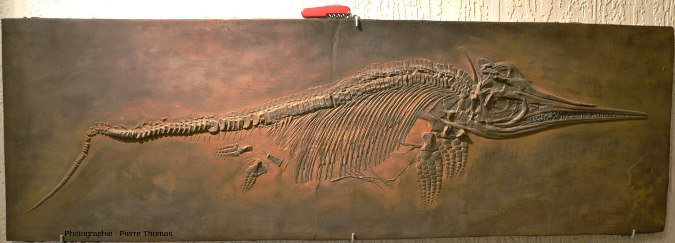 Moulage d'un ichtyosaure de 1,15 m de longueur de la pointe du rostre au bout de la queue (le couteau suisse donne l'échelle)