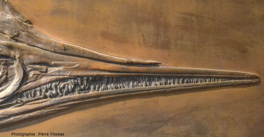Détail de la dentition de l'ichtyosaure de la figure 1