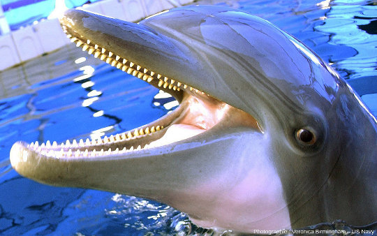 Dentition d'un dauphin, qui fait partie des cétacés à dents (odontocètes)