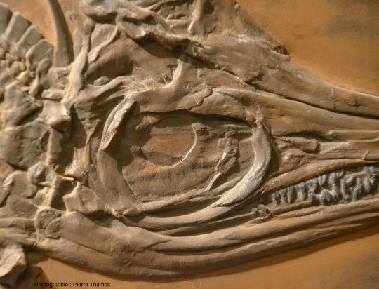 Détail de la cavité oculaire de l'ichtyosaure de la figure 1