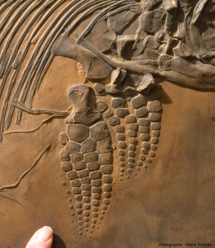 Détail des membres antérieurs de l'ichtyosaure de la figure 1, membres “transformés” en nageoires (palettes natatoires)