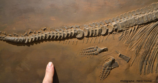 Détail des membres postérieurs et des vertèbres caudales de l'ichtyosaure de la figure 1