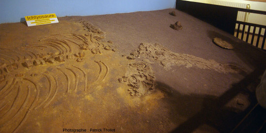 Zoom sur la tête de l'ichtyosaure du Musée de la Mine de Saint-Pierre-la-Palud