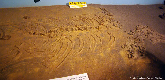 Zoom sur la partie antérieure de l'ichtyosaure du Musée de la Mine de Saint-Pierre-la-Palud