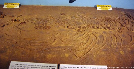 Zoom sur le corps de l'ichtyosaure du Musée de la Mine de Saint-Pierre-la-Palud