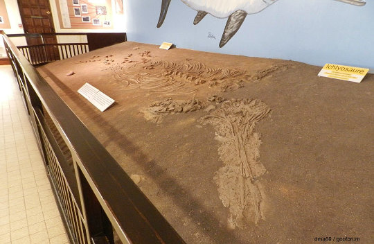 Vue globale depuis le crâne de l'ichtyosaure du Musée de la Mine de Saint-Pierre-la-Palud