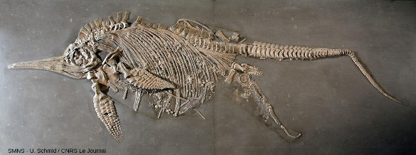 Fossile d'une femelle d'ichtyosaure “morte en couche”