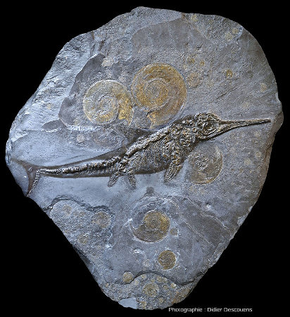 Squelette d'un ichtyosaure d'Holzmaden fossilisé en même temps que des ammonites (Harpoceras falcifer)