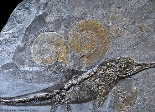 Zoom sur le squelette d'un ichtyosaure d'Holzmaden fossilisé en même temps que des ammonites (Harpoceras falcifer)