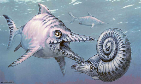 Représentation imagée d'un ichtyosaure chassant une ammonite
