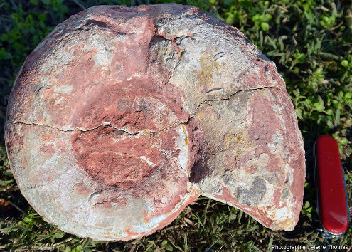 Ammonite du Toarcien ramassée en 2009 sur le chantier de l'autoroute A89 Lyon-Tarare, à moins de 5 km de la carrière Belmont d'Azergue