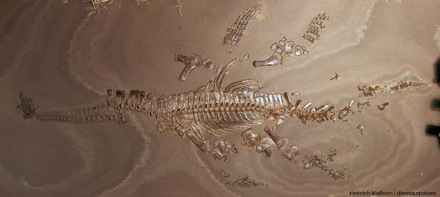 Véritable fossile de plésiosaure d'Holzmaden (environ 4 m de long) qui cohabitait avec les ichtyosaures des figures 1, 19 et 20