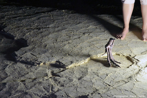 Reconstitution du squelette d'une patte de théropode mise en scène sur une dalle de la plage aux ptérosaures, Crayssac (Lot)