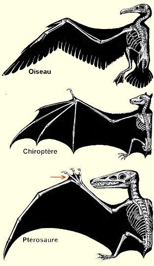 Comparaison entre les ailes des oiseaux, des chiroptères et des ptérosaures