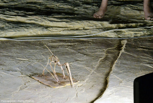 Reconstitution grandeur nature et en position de marche d'un squelette de petit ptérosaure