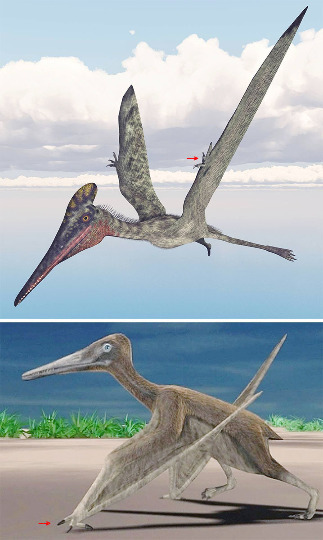 Reconstitutions imagées des deux modes de déplacement des ptérosaures