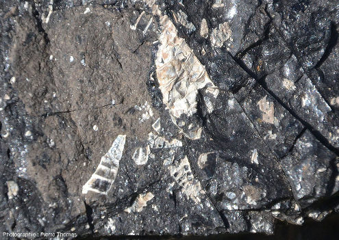 Détail des fossiles de Melania sp. de l'échantillon précédent