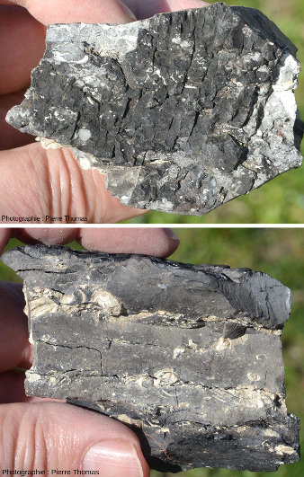 Vues d'alternances entre du lignite “pur” et un calcaire riche en matière organique contenant des fossiles difficiles à identifier (Helix sp. ?)