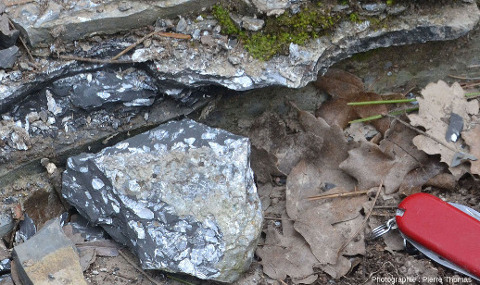 Détail des roches sombres de la photo précédente où l'on retrouve les mêmes fossiles que dans les terrils (cf. figures 1 et 14)