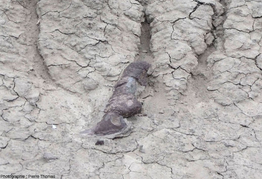 Zoom, pris aux abords immédiats du dôme du “musée de site”, sur un fragment osseux isolé au sein des argiles, Parc provincial d'Ischigualasto (Argentine)