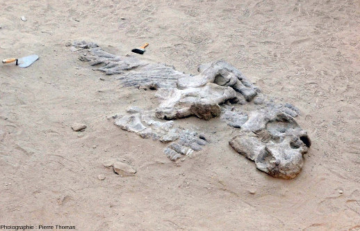 Zoom sur le fossile d'Ischigualastia jenseni du musée de site Dr William Sill