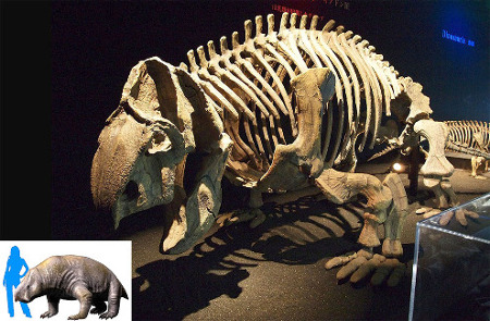 Squelette complet d'Ischigualastia jenseni, dans un musée japonais