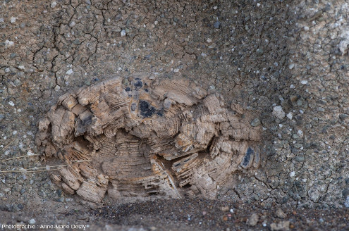 Détail d'un tronc d'arbre, vu en coupe, fossilisé dans les dépôts pyroclastiques de Suihent (Mongolie)