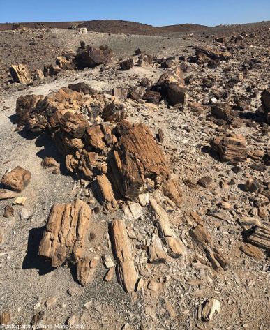 Morceaux de tronc silicifiés et dégagés, Suihent (Mongolie)