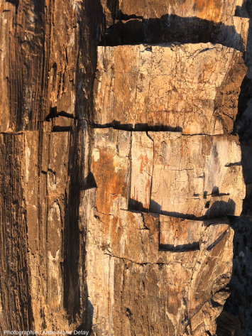 Détail d'un tronc pétrifié de la forêt de Suihent (Mongolie)
