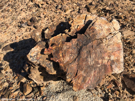 Un morceau isolé de tronc pétrifié vu en coupe, Suihent (Mongolie)