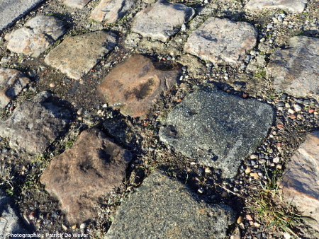 Ici, il y a presque autant de pavés de grès locaux (jaunâtres) que de pavés de porphyre (bleutés), tranchée de Wallers-Arenberg (Nord)