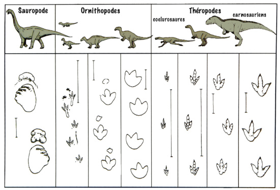 Exemple de traces de pas des dinosaures du Gobi